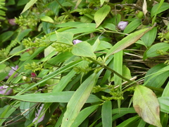 Hedyotis