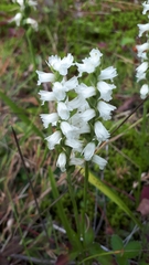 Spiranthes incurva
