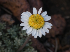 Anthemis aetnensis