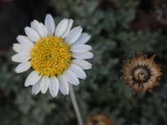 Anthemis aetnensis