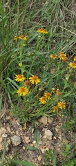 Helenium elegans