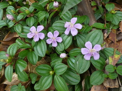 Melastoma dodecandrum