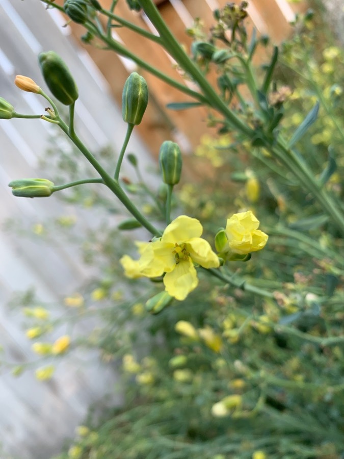 Couve-flor