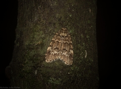 Scaphidriotis xylogramma