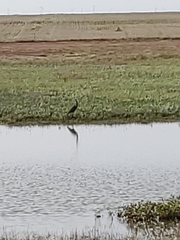 Plegadis falcinellus