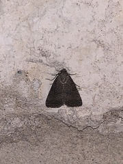 Ogdoconta tacna