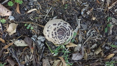 Fungi