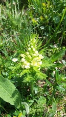 Pedicularis foliosa