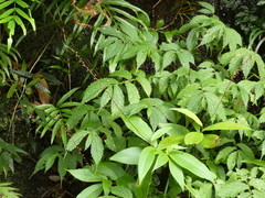 Persicaria neofiliformis
