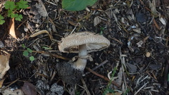 Fungi
