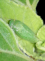 Reticana