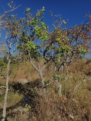 Curatella americana