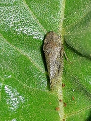 Xerophloeini