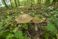 Leccinellum pseudoscabrum