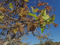 Curatella americana