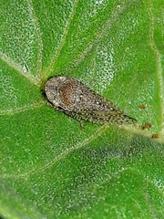 Xerophloeini