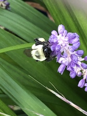 Bombus impatiens