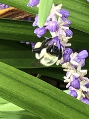 Bombus impatiens