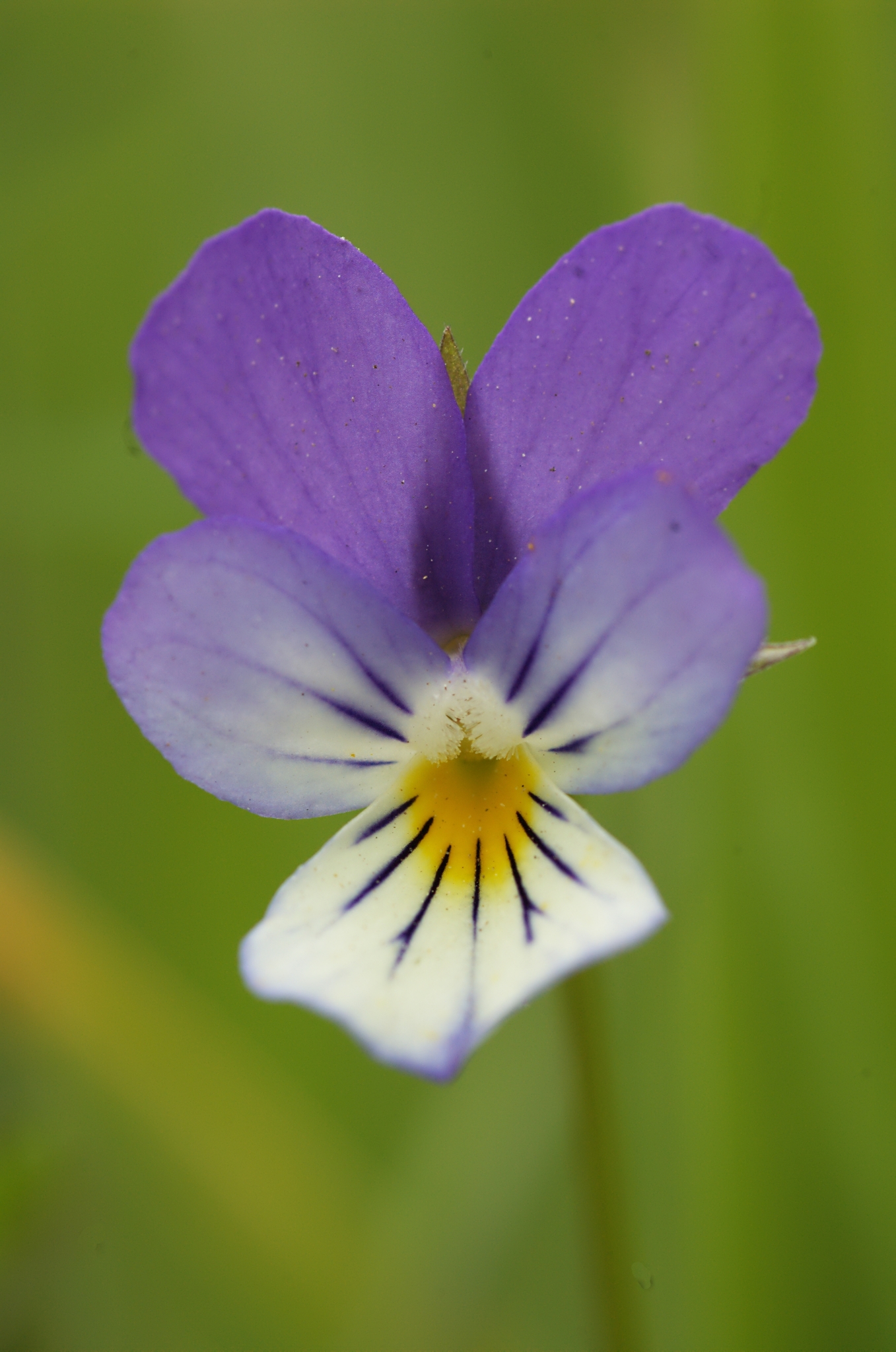 Violeta Persa (Viola tricolor) · iNaturalist Ecuador