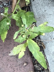 Erechtites hieraciifolius