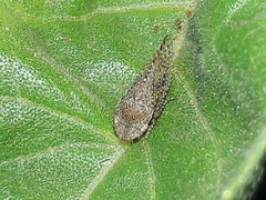 Xerophloeini