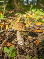 Leccinellum pseudoscabrum