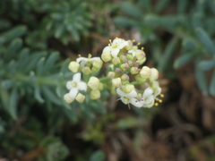 Galium aetnicum