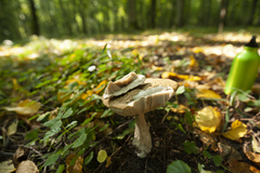 Leccinellum pseudoscabrum