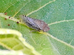 Xerophloeini