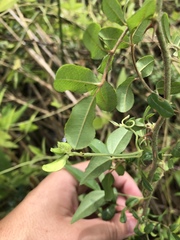 Crotalaria sagittalis
