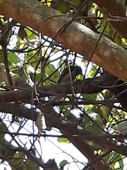 Picumnus albosquamatus