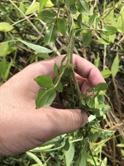 Crotalaria sagittalis