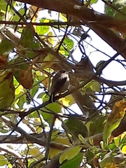 Picumnus albosquamatus