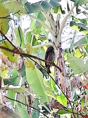 Picumnus albosquamatus