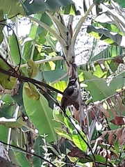Picumnus albosquamatus