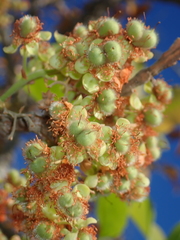 Curatella americana