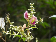 Callerya dielsiana