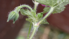Geranium nepalense thunbergii