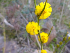 Acacia continua