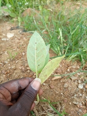 Calotropis procera image