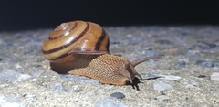 Nesiohelix samarangae