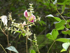 Callerya dielsiana