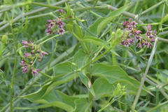 Vincetoxicum schmalhausenii