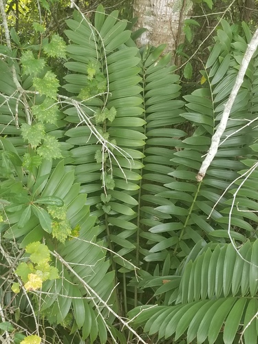 Zamia furfuracea