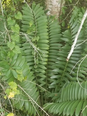 Zamia furfuracea
