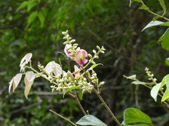 Callerya dielsiana