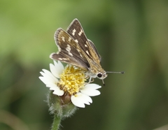 Taractrocera maevius