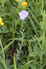 Linum nervosum