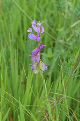 Polygala anatolica