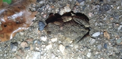 Bufo stejnegeri